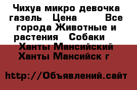 Чихуа микро девочка газель › Цена ­ 65 - Все города Животные и растения » Собаки   . Ханты-Мансийский,Ханты-Мансийск г.